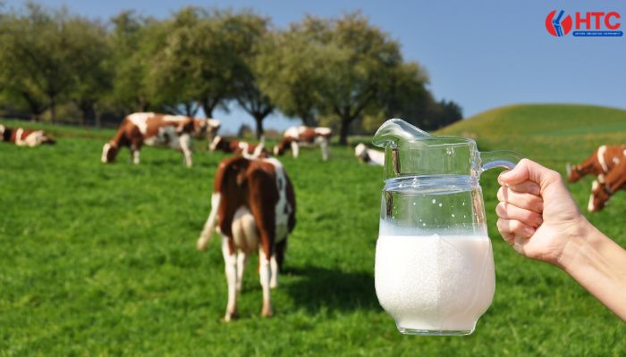 4 loại sữa người bị thoát vị đĩa đệm nên uống